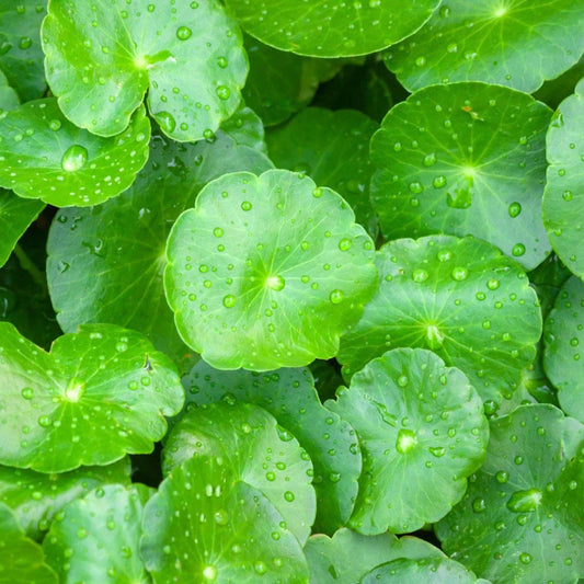 Centella Asiatica vs Cica: Are They the Same Thing?
