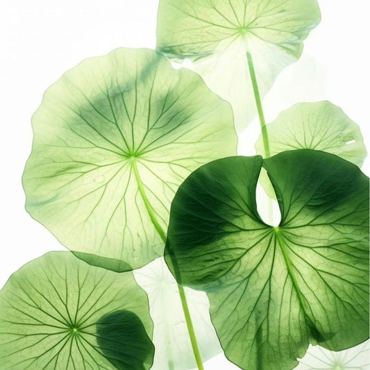 Centella Asiatica 101: The Calming Ingredient Your Skin Needs This Summer