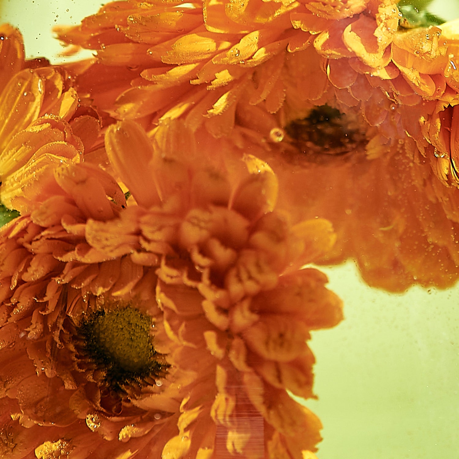 Calendula