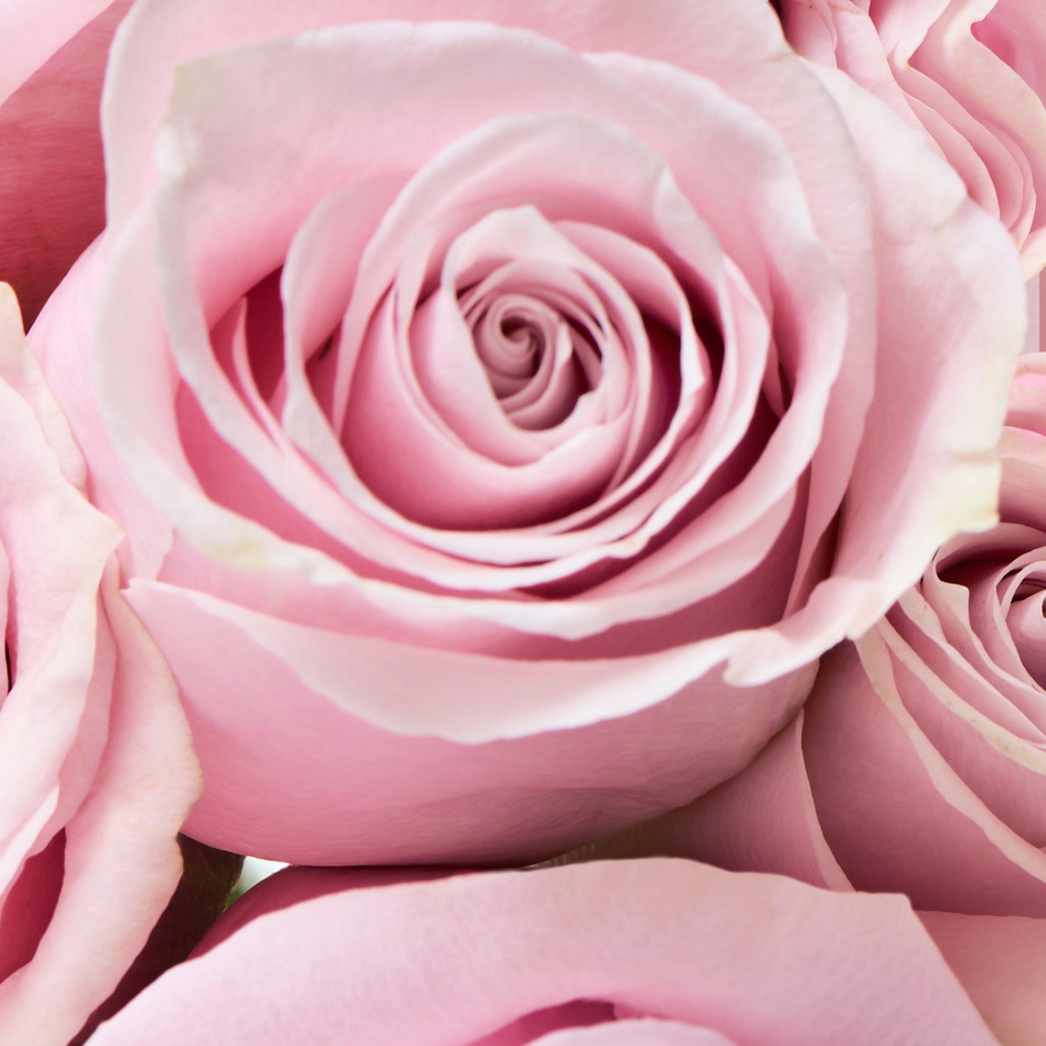 Rose Galactomyces