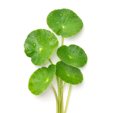 A Short Version of What Centella Is
